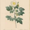 Redouté Roses Pl. 159, Variety of Evergreen Rose