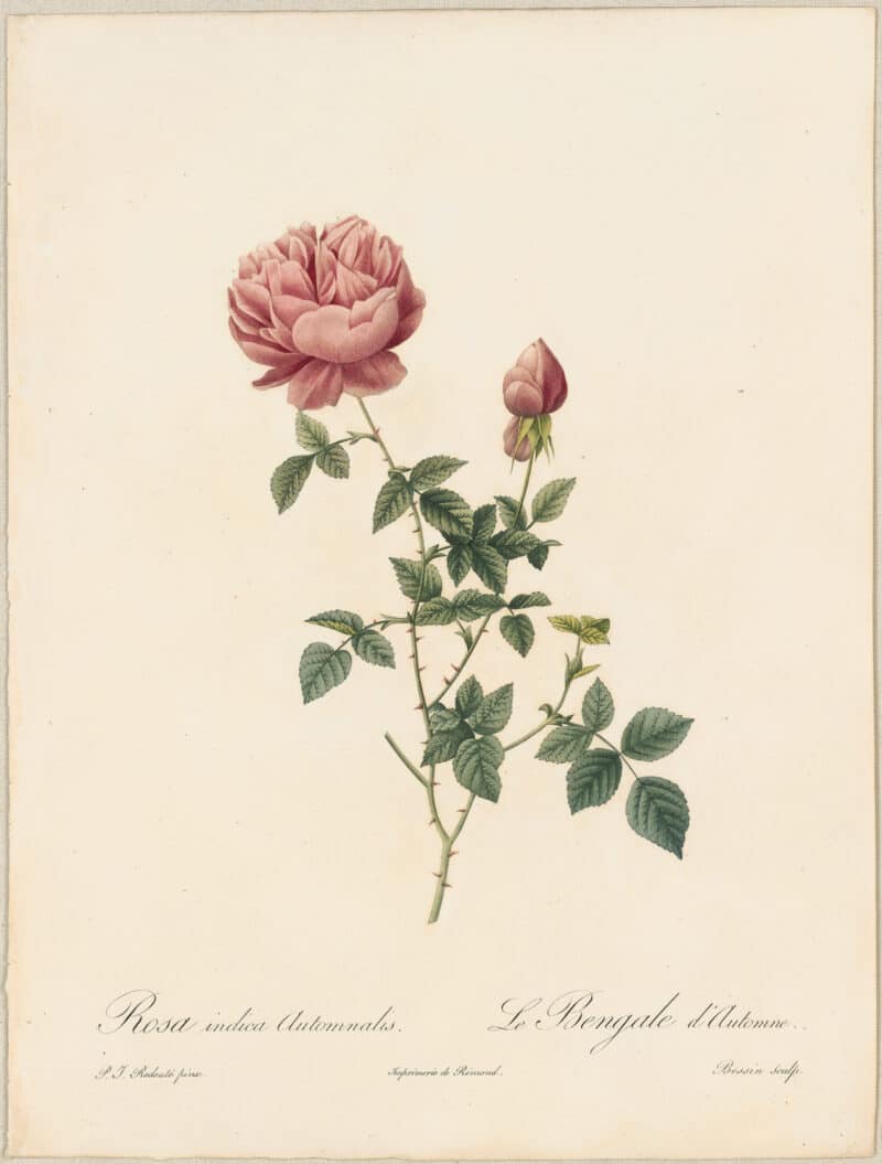 Redouté Roses Pl. 161, Autumn-flowering Variety of China Rose