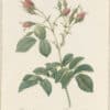 Redouté Roses Pl. 162, Rose Evratina
