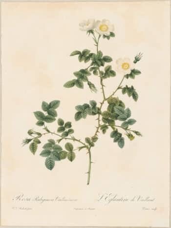 Redouté Roses Pl. 163, Rose Rubiginosa