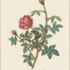 Redouté Roses Pl. 164, Variety of Moss Rose