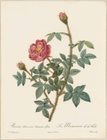 Redouté Roses Pl. 164, Variety of Moss Rose
