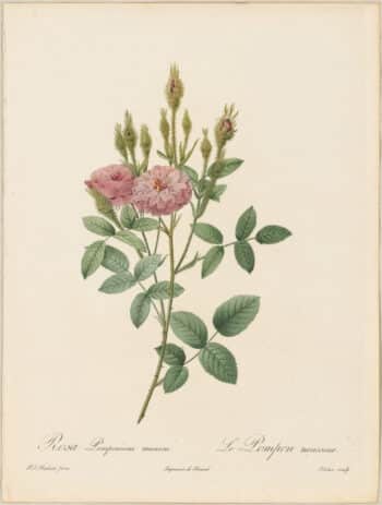 Redouté Roses Pl. 165, Moss Rose 'Mossy de Meaux'