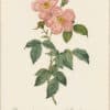 Redouté Roses Pl. 166, Single variety of Tea Rose
