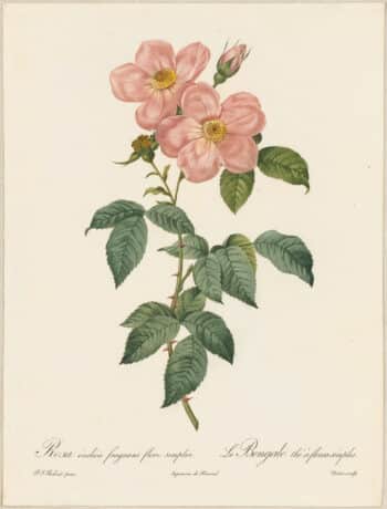 Redouté Roses Pl. 166, Single variety of Tea Rose