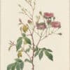 Redouté Roses Pl. 167, Boursault Rose