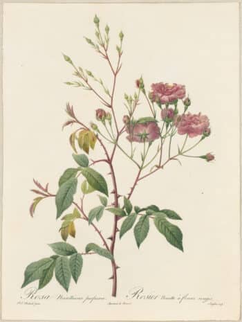 Redouté Roses Pl. 167, Boursault Rose