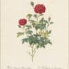 Redouté Roses Pl. 169, Cabbage Rose 'Burgundian Rose'