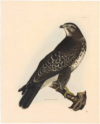 British Ornithology Volume 1, Land Birds- Antique Originals