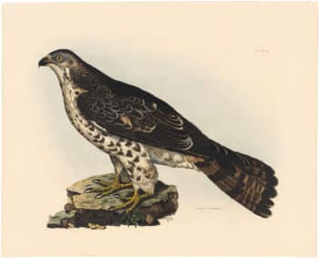 Selby Vol 1, Pl. 3A, Cinereous Eagle, Young