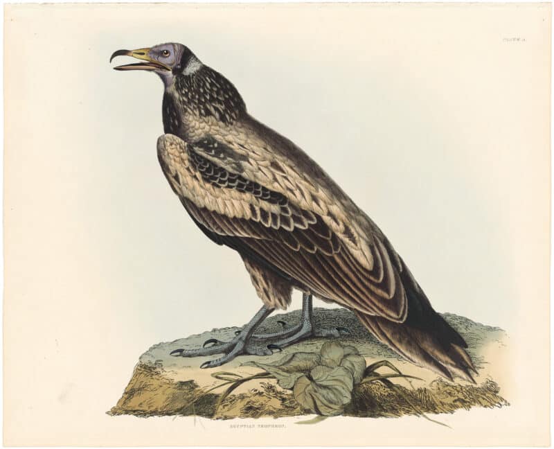 Selby Vol 1, Pl. 6, Common Buzzard, Female