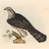 Selby Vol 1, Pl. 11, Ash Coloured Harrier, Male