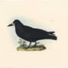Selby Vol 1, Pl. 29, Hooded Crow