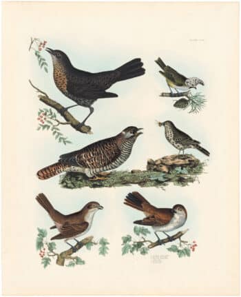 Selby Vol 1, Pl. 39, Nuthatch, Creeper