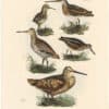 Selby Vol 2, Pl. 23, Woodcock, Solitary Snipe, Common Snipe, Jack Snipe