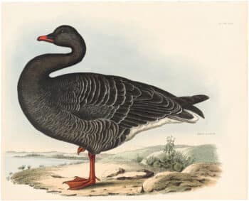Selby Vol 2, Pl. 41, Common Wild Goose