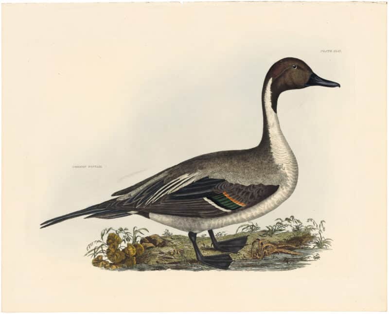 Selby Vol 2, Pl. 47A, Bewick's Swan