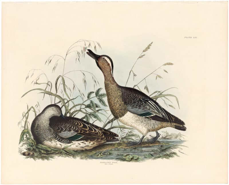 Selby Vol 2, Pl. 48B, Ruddy Duck