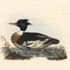 Selby Vol 2, Pl. 49, Common Pintail