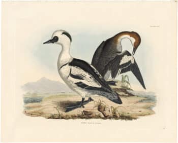 Selby Vol 2, Pl. 50, Common Wild Duck, Male