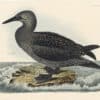 Selby Vol 2, Pl. 70A, Eider Duck, Female