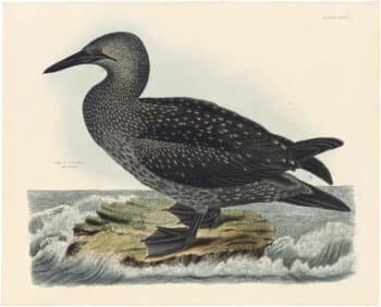 Selby Vol 2, Pl. 70A, Eider Duck, Female
