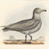 Selby Vol 2, Pl. 78A, Red Throated Diver, Young
