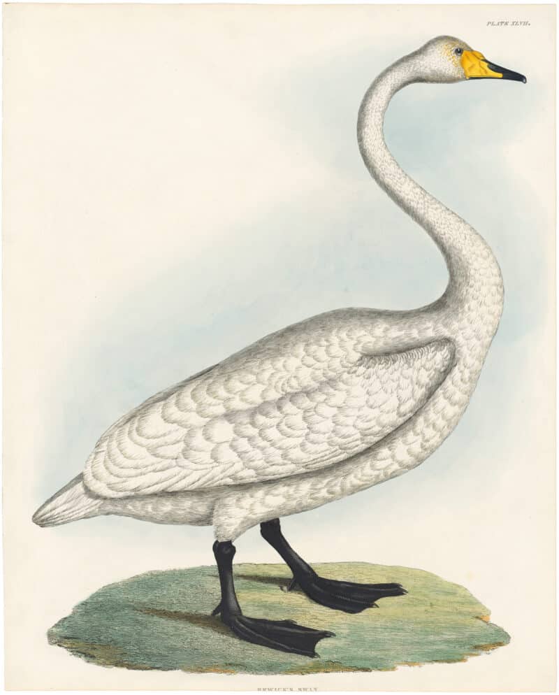 Selby Vol 2, Pl. 84, Common Cormorant