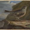 Selby British Ornithology oil painting, Alpine Accentor