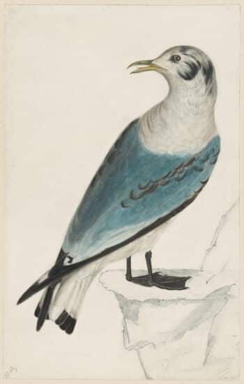 Selby British Ornithology watercolor, Kittiwake, Young after 1st Moult