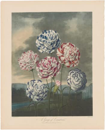 Thornton Pl. 7, A Group of Carnations
