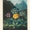Thornton Pl. 8, A Group of Auriculas (Group of Four Flowers)