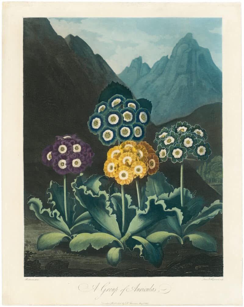 Thornton Pl. 8, A Group of Auriculas (Group of Four Flowers)