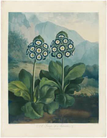 Thornton Pl. 9, A Group of Auriculas (Group of Two Flowers)