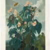 Thornton Pl. 15, The Oblique-leaved Begonia