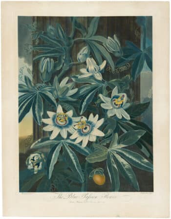 Thornton Pl. 17, The Blue Passion Flower