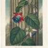 Thornton Pl. 18, The Winged Passion Flower