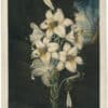 Thornton Pl. 20, The White Lily