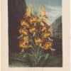 Thornton Pl. 21, The Superb Lily