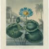Thornton Pl. 32, The Blue Egyptian Water-Lily