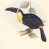 Gould Toucans 1st Ed, Pl. 5, Osculant Toucan, Ramphastos Osculans