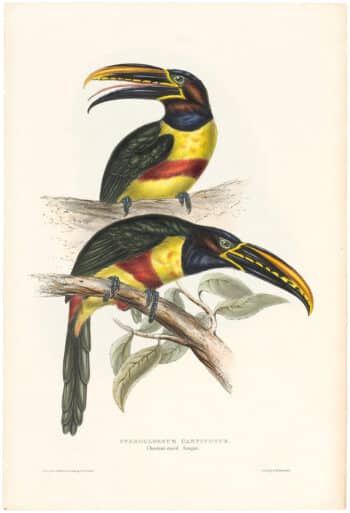Gould Toucans 1st Ed, Pl. 13, Chestnut-eared Aracari