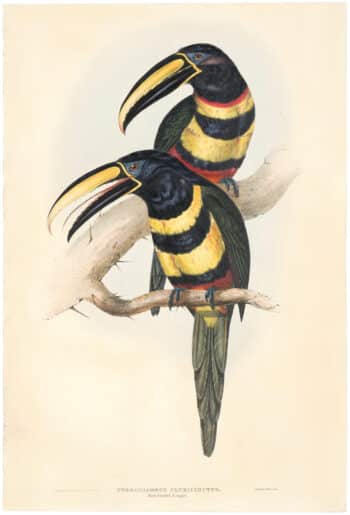 Gould Toucans 1st Ed, Pl. 15, Many-banded Aracari