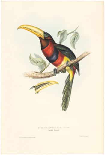 Gould Toucans 1st Ed, Pl. 17, Banded Aracari