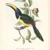 Gould Toucans 1st Ed, Pl. 22, Humboldt's Aracari