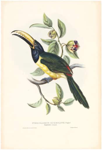 Gould Toucans 1st Ed, Pl. 22, Humboldt's Aracari