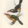 Gould Toucans 1st Ed, Pl. 25, Natterer's Aracari