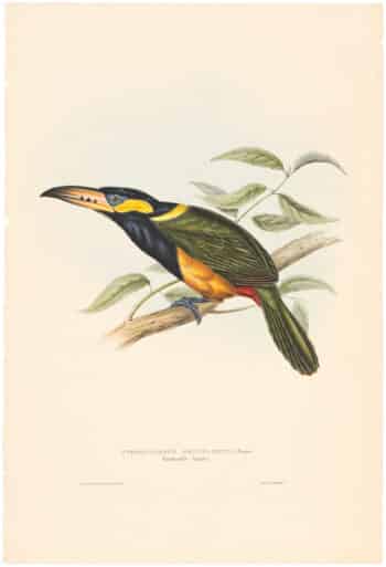 Gould Toucans 1st Ed, Pl. 26, Reinwardt's Aracari