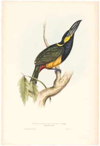 Gould Toucans 1st Ed, Pl. 28, Langsdorf's Aracari