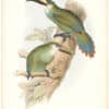 Gould Toucans 1st Ed, Pl. 29, Golden-green Aracari (E. Lear)